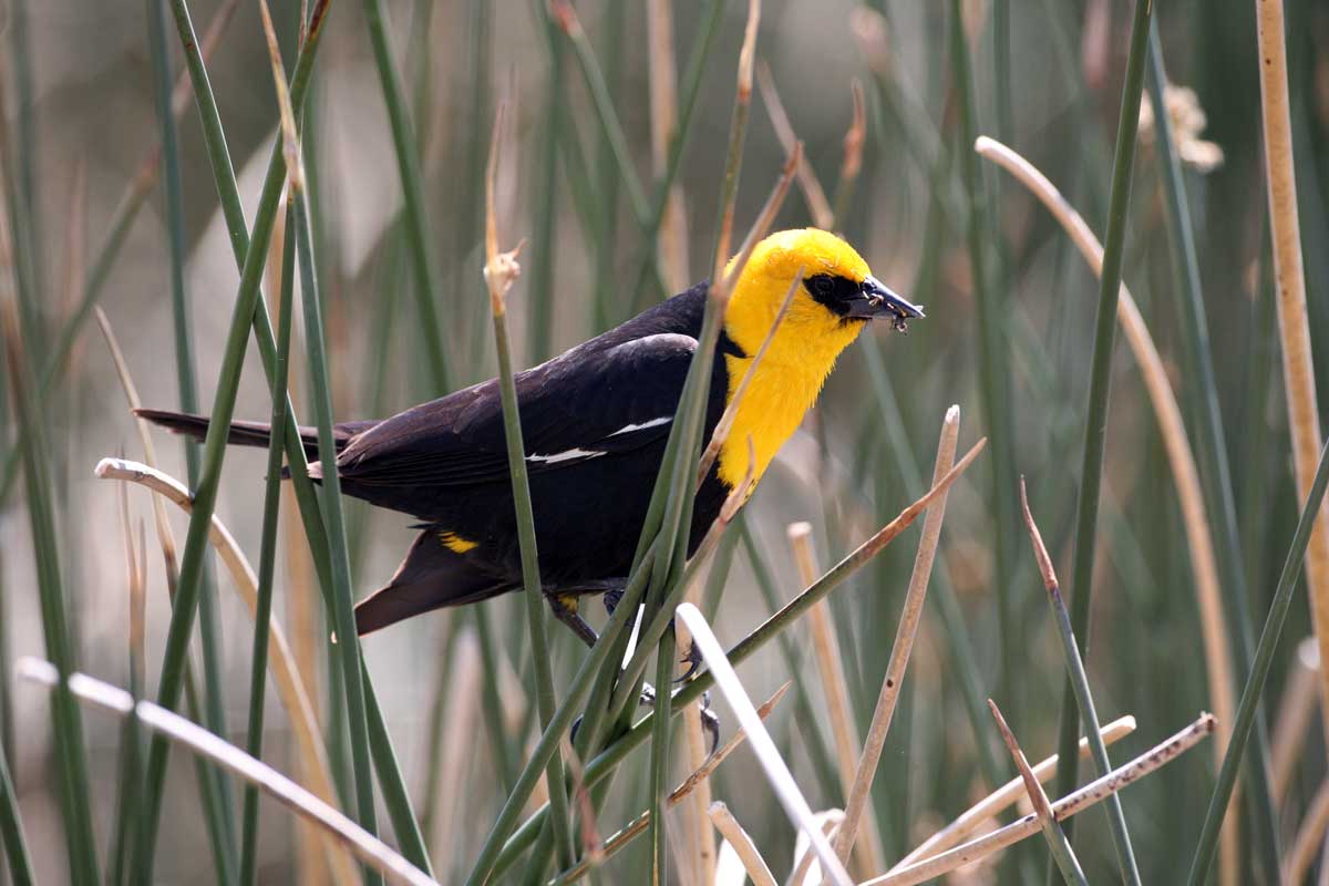 Yellow Headed Blackbird 1